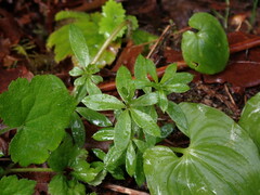 Galium triflorum