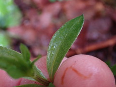 Galium triflorum