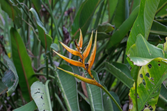 Heliconia