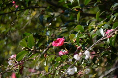 Camellia