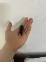 Xylotrupes australicus