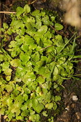 Chrysosplenium alternifolium