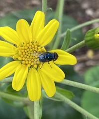 Chrysomya megacephala