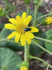 Chrysomya megacephala