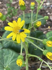 Chrysomya megacephala