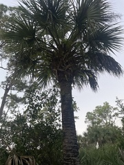 Sabal palmetto