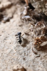 Dimorphomutilla suavissima