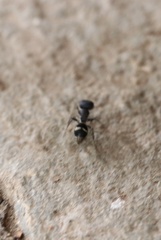 Dimorphomutilla suavissima