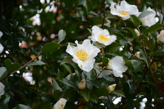 Camellia sasanqua