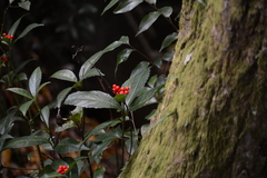 Sarcandra glabra
