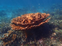 Acropora palmata