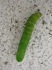 Phlogophora meticulosa