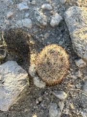 Escobaria alversonii