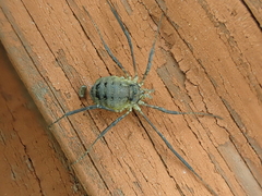 Oligolophus hanseni