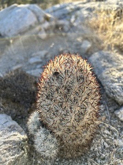 Escobaria alversonii