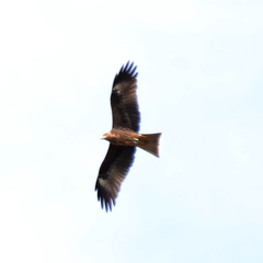 Milvus migrans lineatus