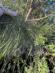 Casuarina
