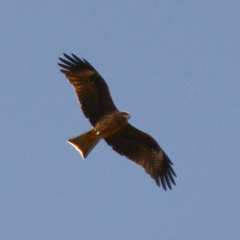 Milvus migrans lineatus