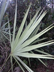 Serenoa repens