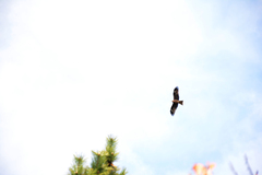 Milvus migrans lineatus
