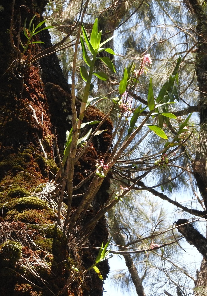 Dendrobium secundum (Blume) Lindl. 3