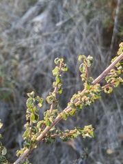 Ceanothus foliosus foliosus