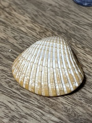 Noetia ponderosa