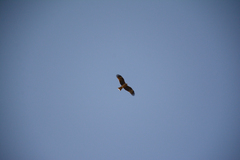 Milvus migrans lineatus