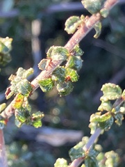 Ceanothus foliosus foliosus