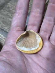 Noetia ponderosa