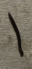Julidae