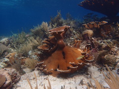 Acropora palmata