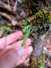 Notogrammitis heterophylla