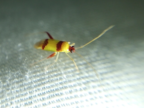 Neostenotus bifasciatus