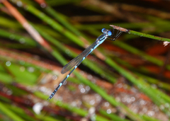 Austrolestes minjerriba
