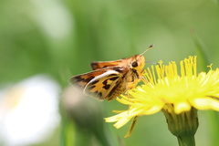 Hylephila fasciolata