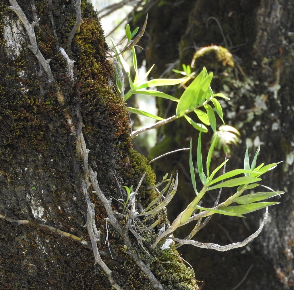 Dendrobium secundum (Blume) Lindl. 4