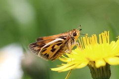 Hylephila fasciolata