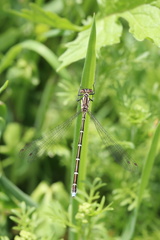 Antiagrion