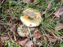 Lactarius semisanguifluus