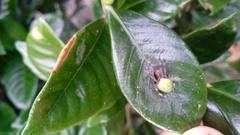 Araneus detrimentosus