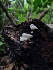 Favolaschia pustulosa