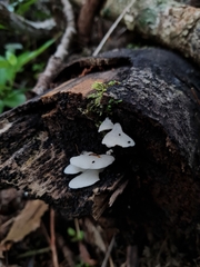 Favolaschia pustulosa