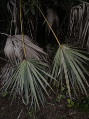 Serenoa repens
