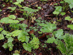 Thalictrum occidentale