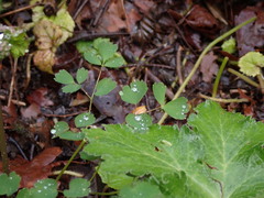 Thalictrum occidentale