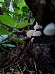 Favolaschia pustulosa
