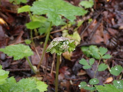 Thalictrum occidentale