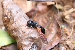 Protodiscoelius merula