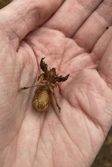 Magicicada septendecim